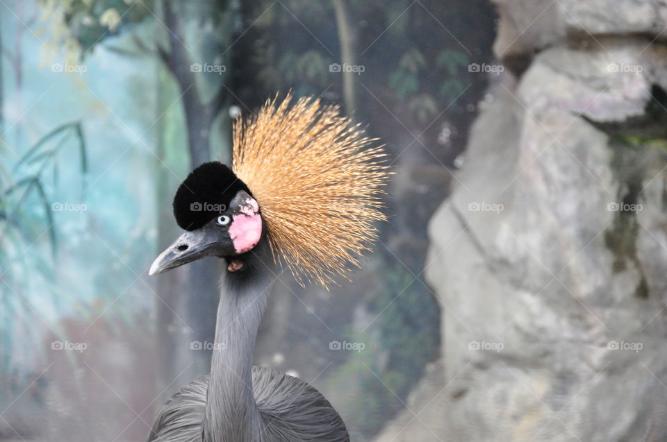 crowned crane