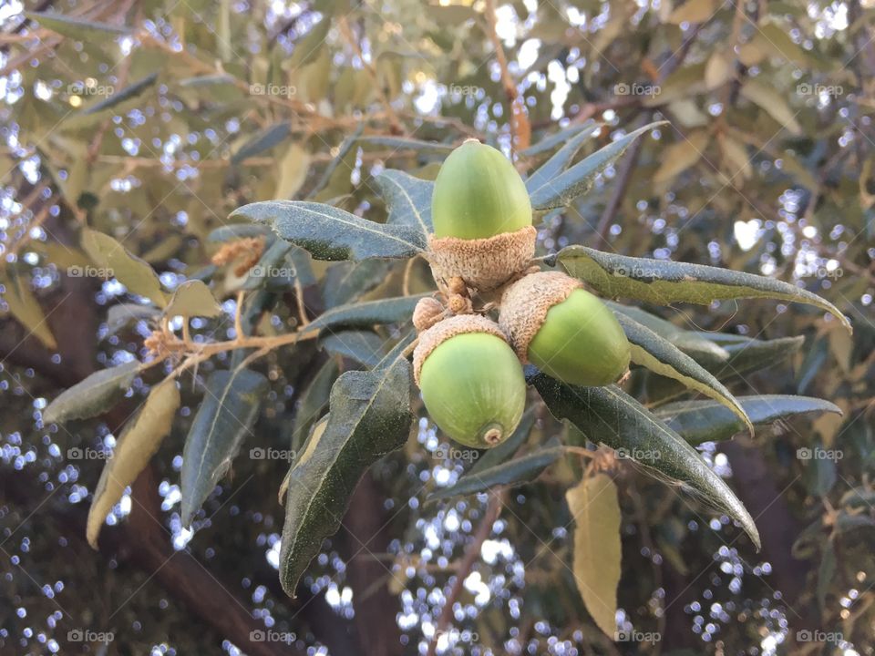 acorns