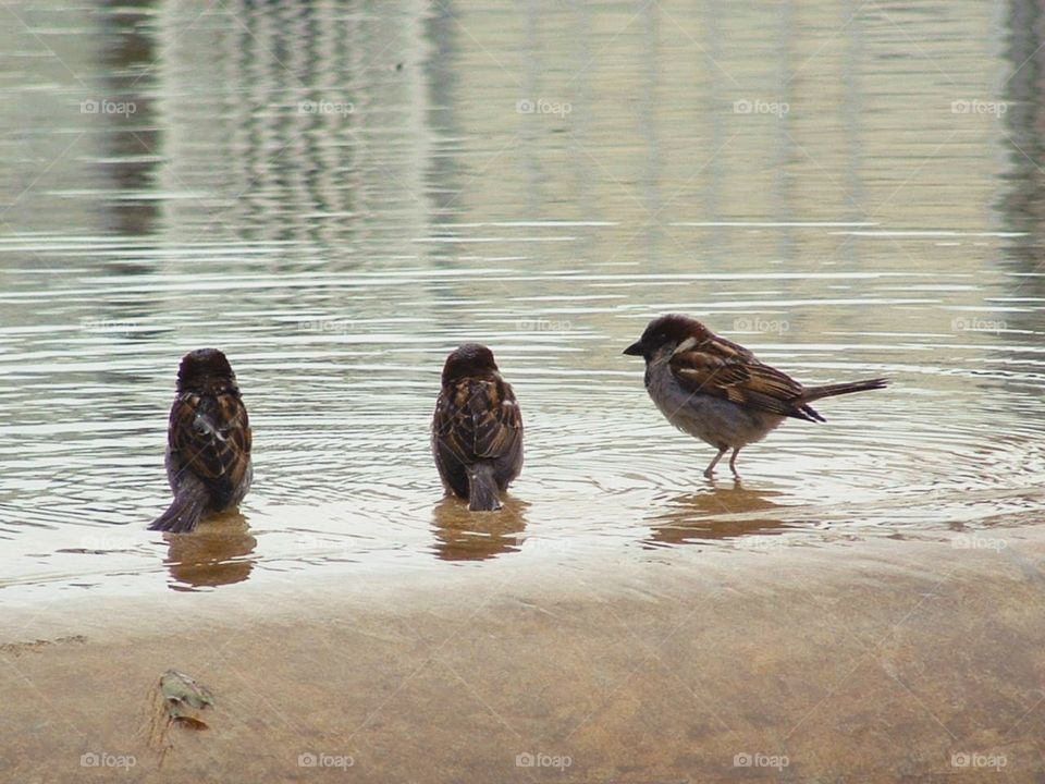 I came to Paris to watch monumentalne, but I found those three little guys taking bath!