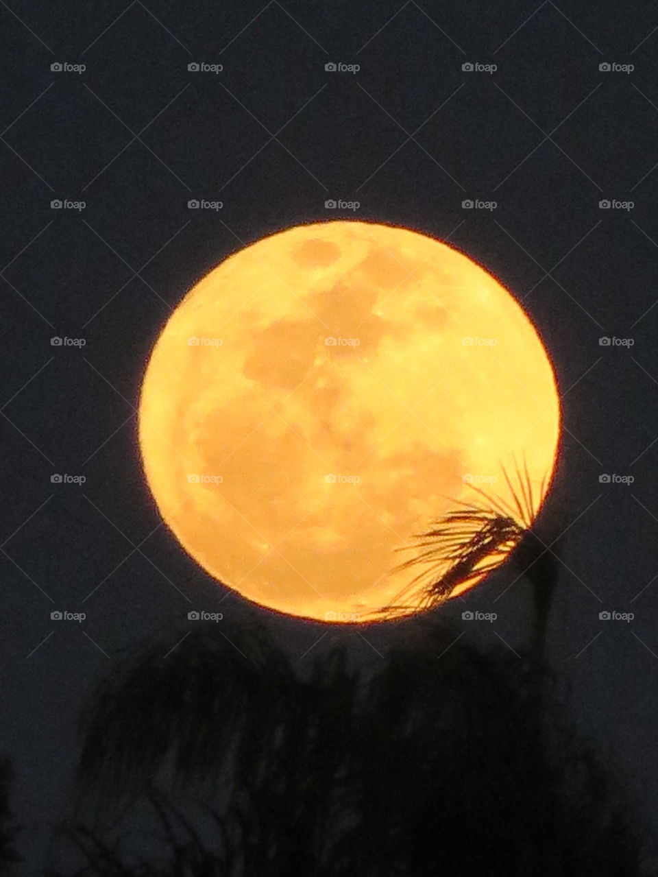 Palm Tree Moon