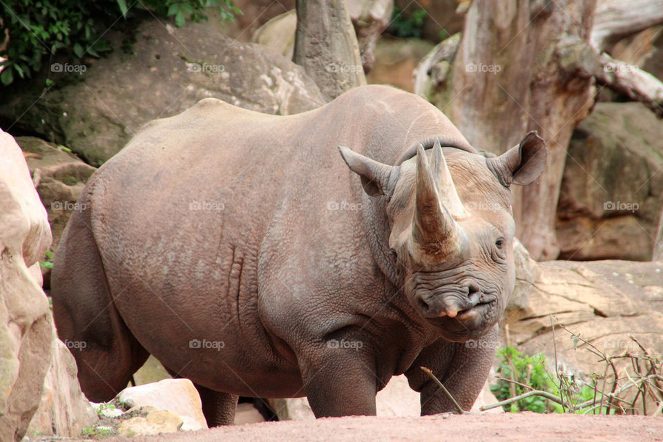 zoo nashorn by stef79