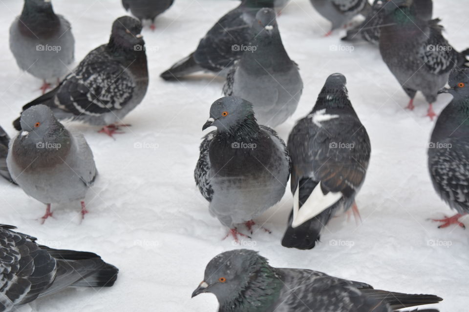 birds doves sitting in the snow in snowfall winter time