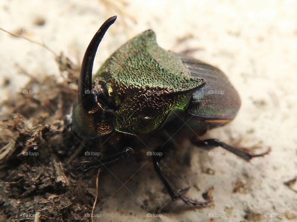 Male rainbow scarab also called Phanaeus vindex with a horn on the head indicating it’s a male, usually native from south Florida but found in central eastern Florida. 