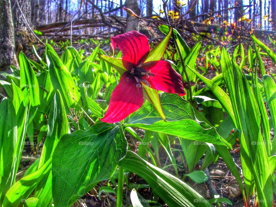 Purple Trillium