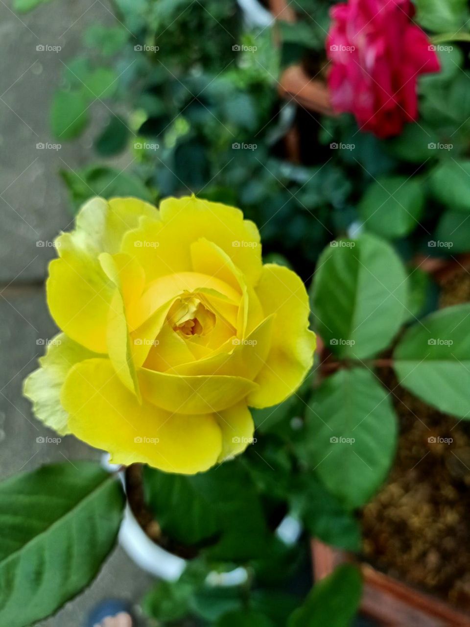 Nụ Hồng Mong Manh.