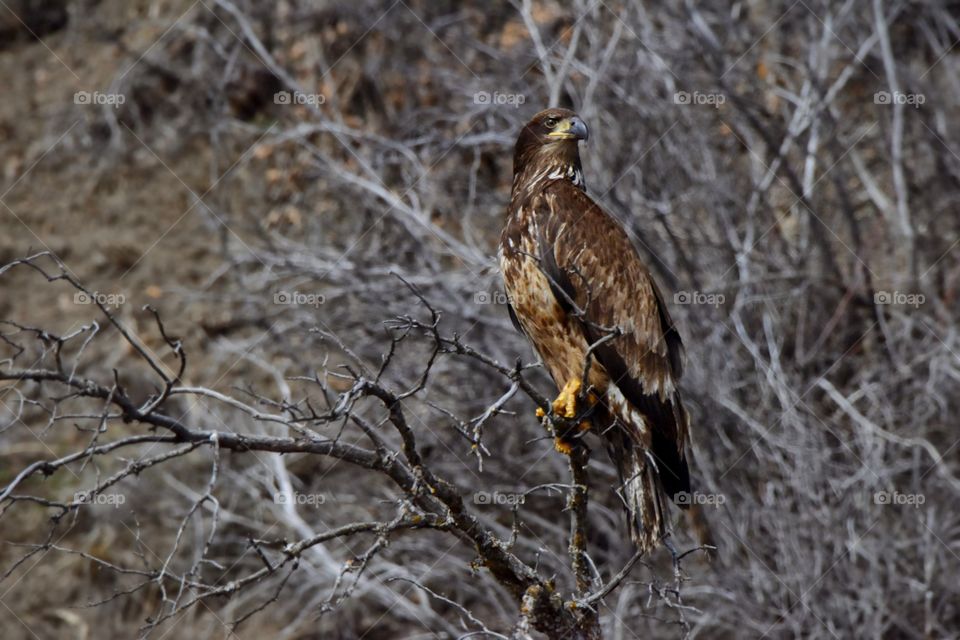 A golden eagle perched on a branch looking for prey. The background is a neutral and bare forest. Talons of full display.