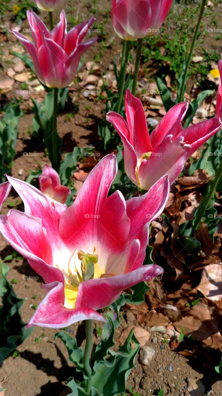 Red graduation tulip