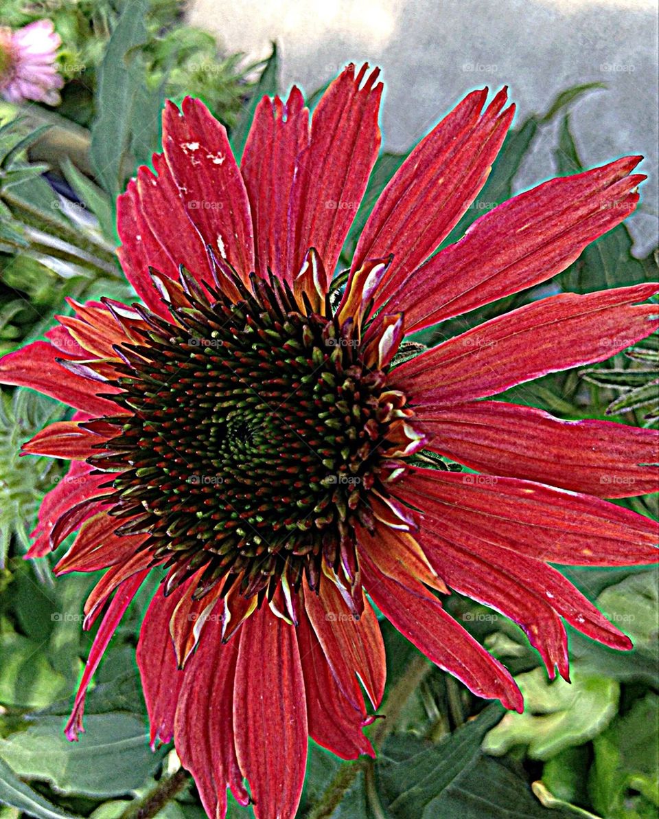 Red Daisy