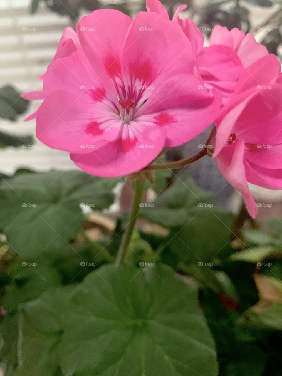 Indoor blooms 