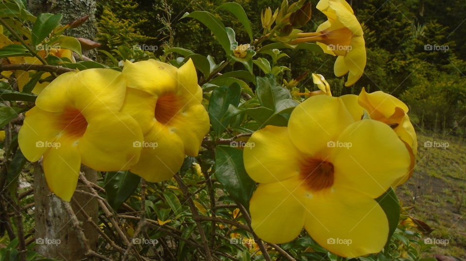 GARDEN, PLANTS, NATURES, ENVIRONMENT.