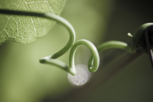 vine plant swirls