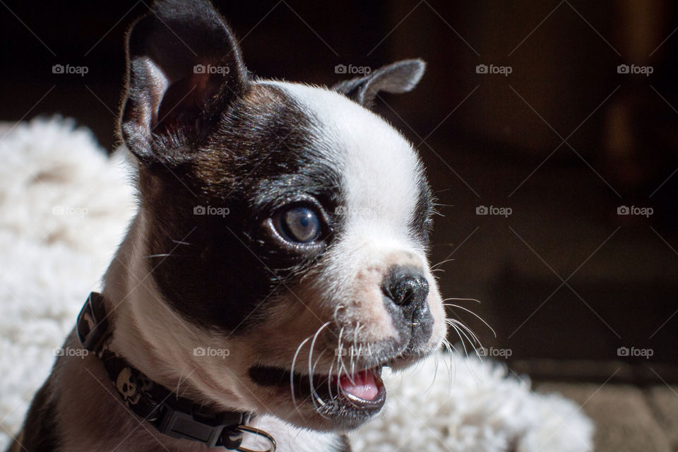 white black dog boston by darrellperry