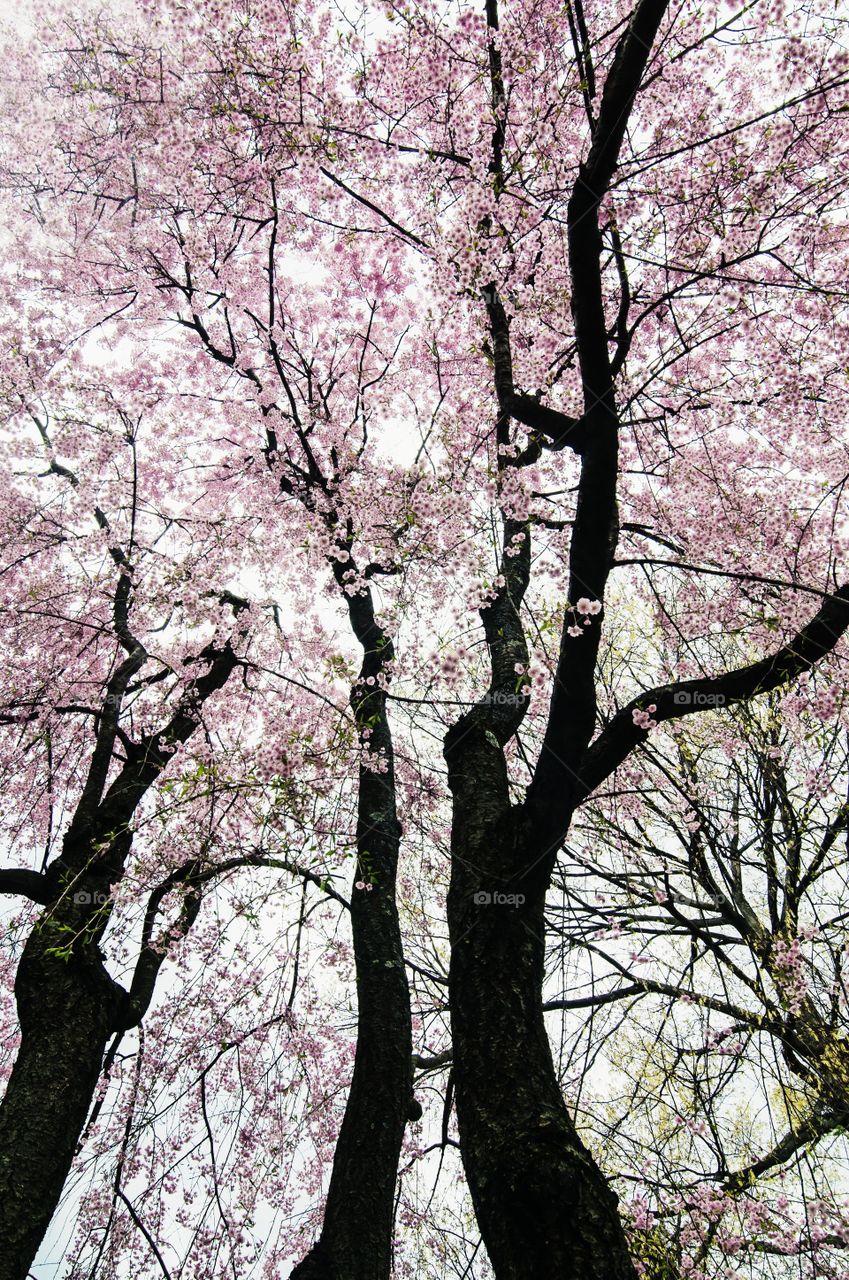 Blooming trees at Mount Auburn cemetery 