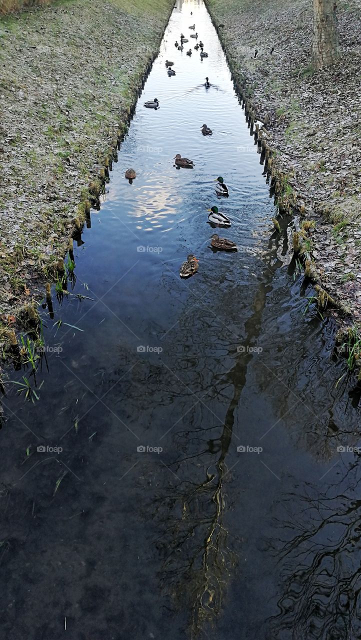 Ducks