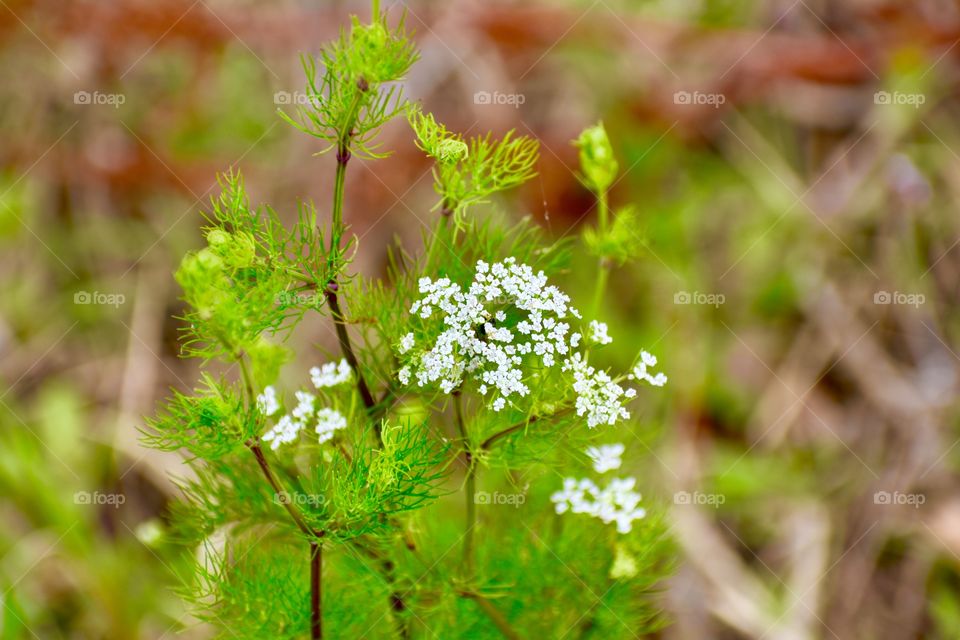 White flowers