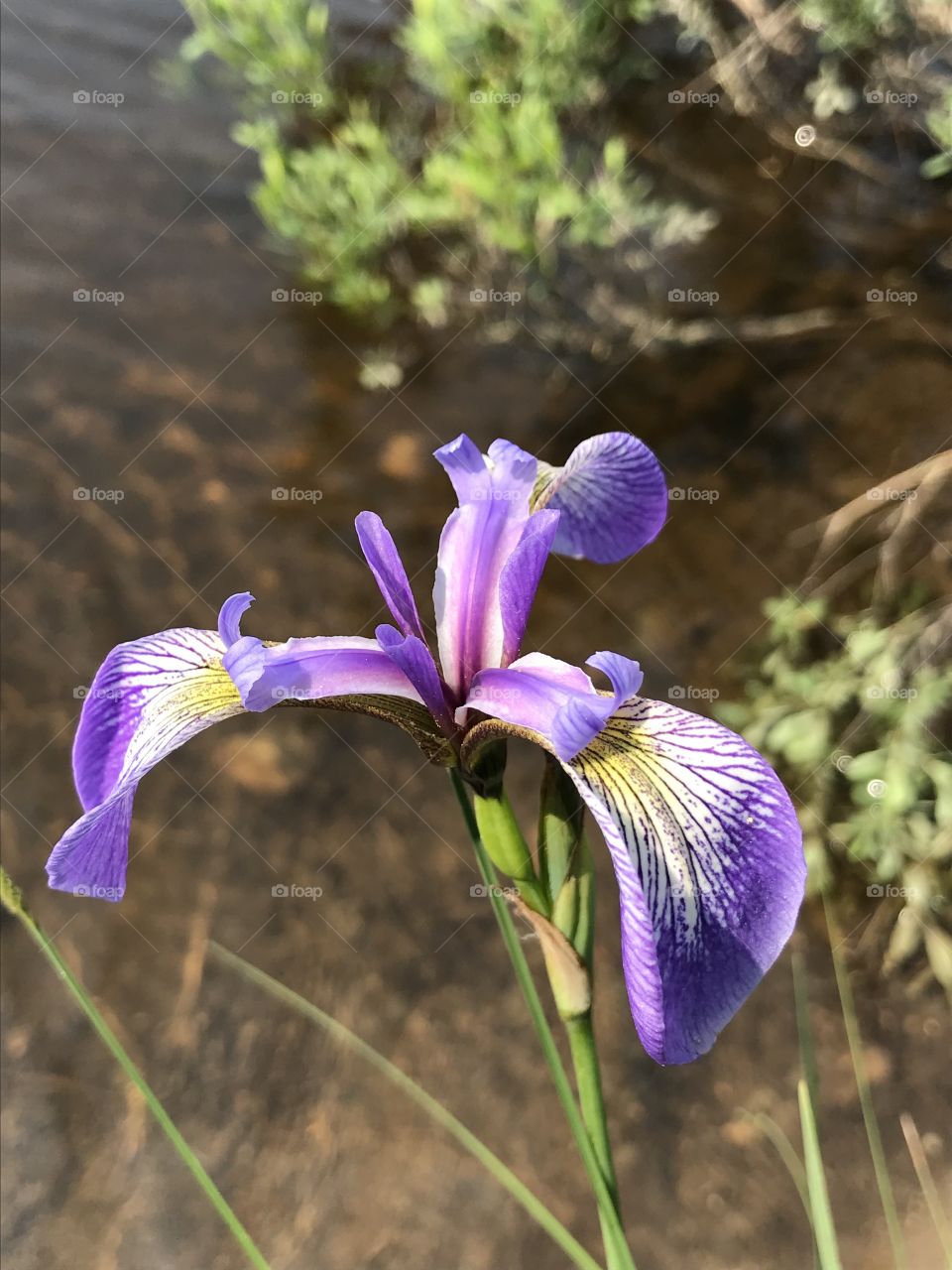 Iris versicolor flower