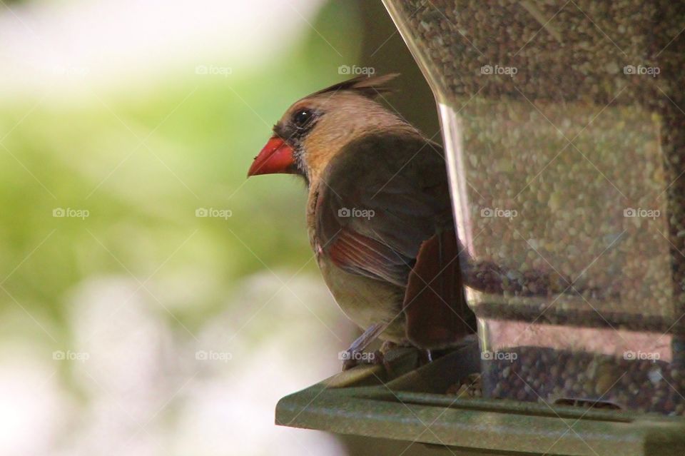 Female Cardinal Feeding. Our Apopka neighborhood is home to many beautiful cardinals making photo ops plentiful! If only they'd stay still!