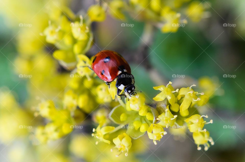 Ladybug, closeup