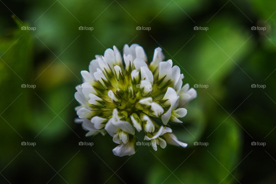 White Field flower