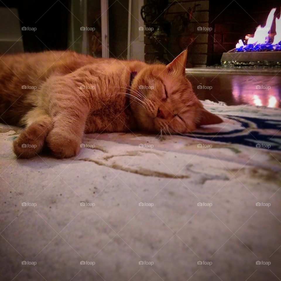 Cat by the Fire 