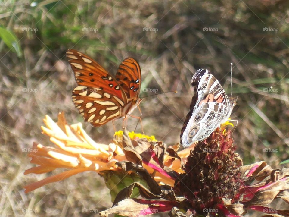 Two butterflies in flowers 