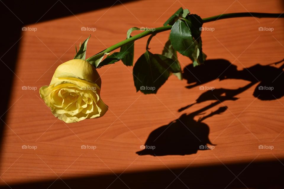 Natural soft window light inspired by Thomas Mapplethorpe showcasing the beauty of flowers💐🔥📸