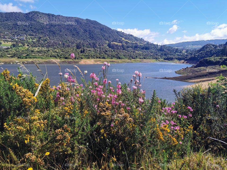 Plants and water about the earth day 