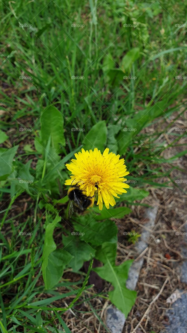bumblebee on dandalion