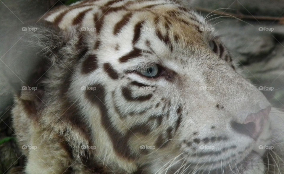 White Siberian tigress at safari world