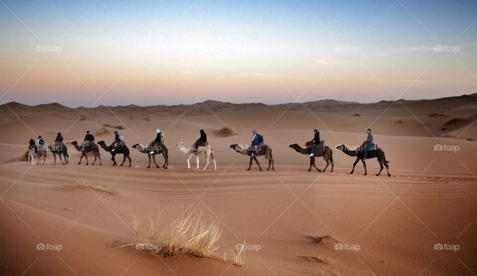 Sahara Desert Camel Train . Sahara Desert Camel Train 
