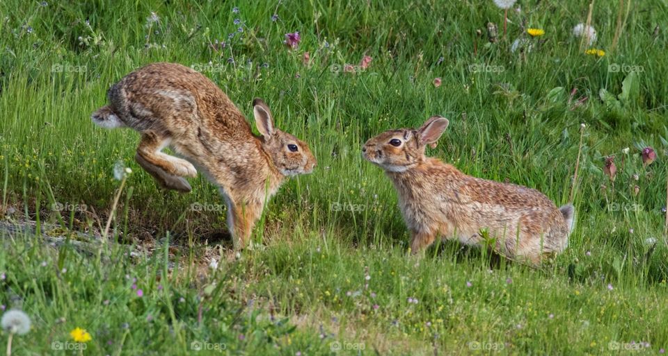 Silly bunnies