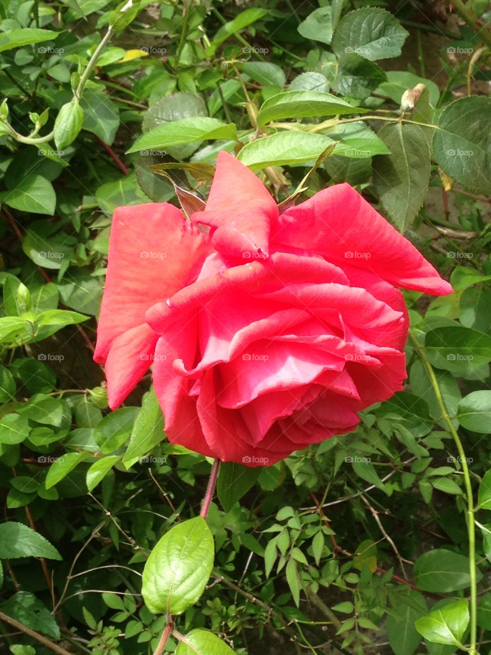 Rose in England 