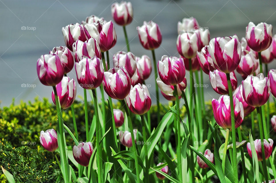 garden macro close white by delvec