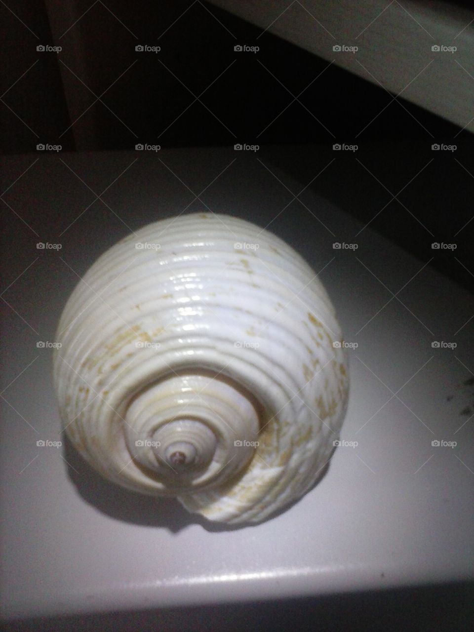 Shell, Shellfish, Snail, Spiral, Sea