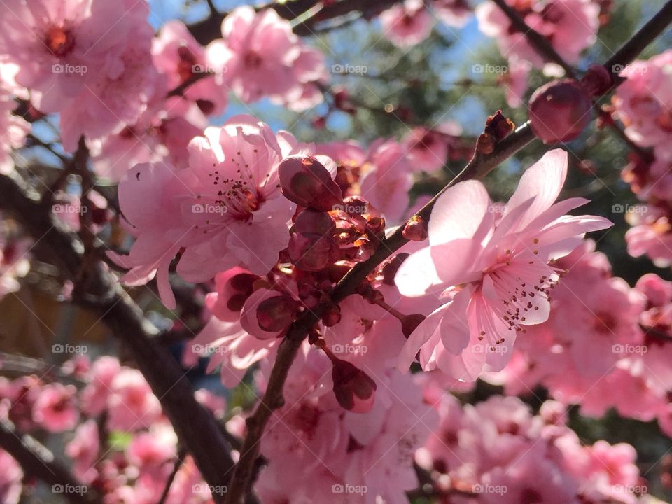 Beautiful spring blooming 