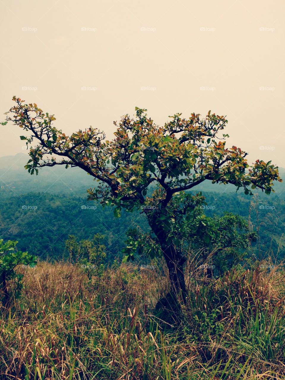 tree on mountain