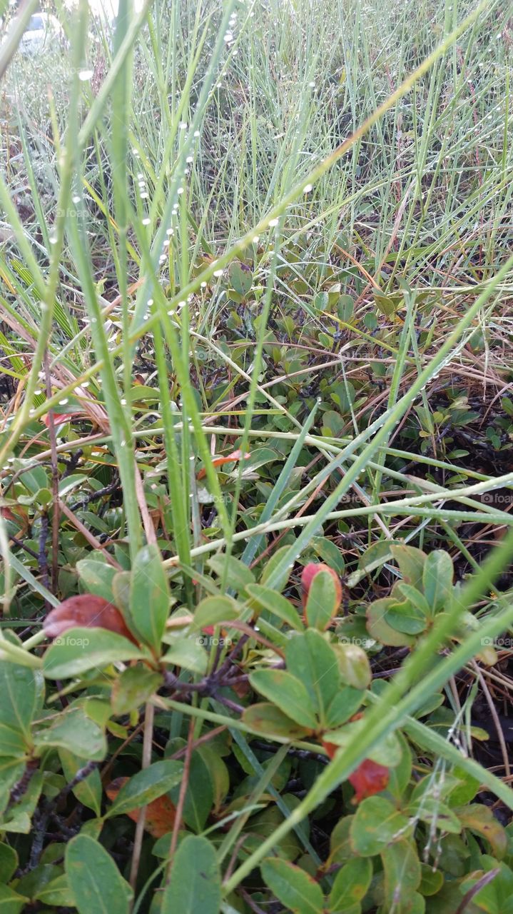 morning mist, grass, light