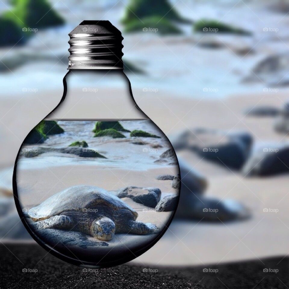 Light Bulb Turtle