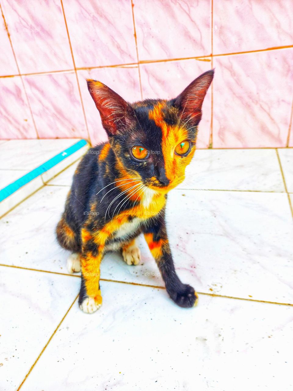 Cute cat is sitting on the ceramic