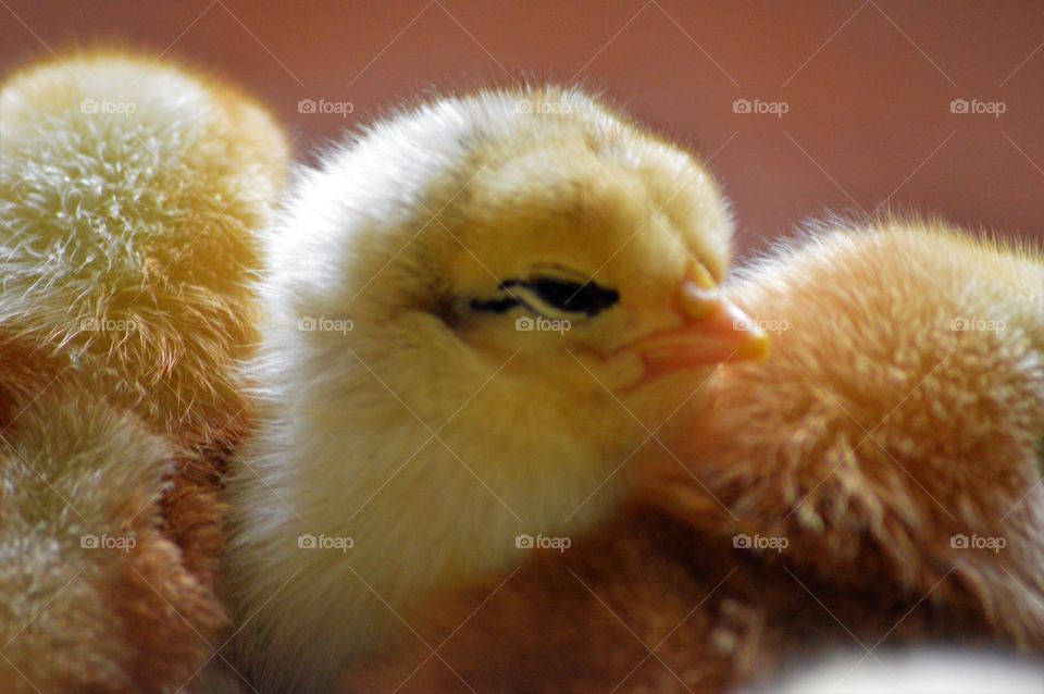 baby  cute chick