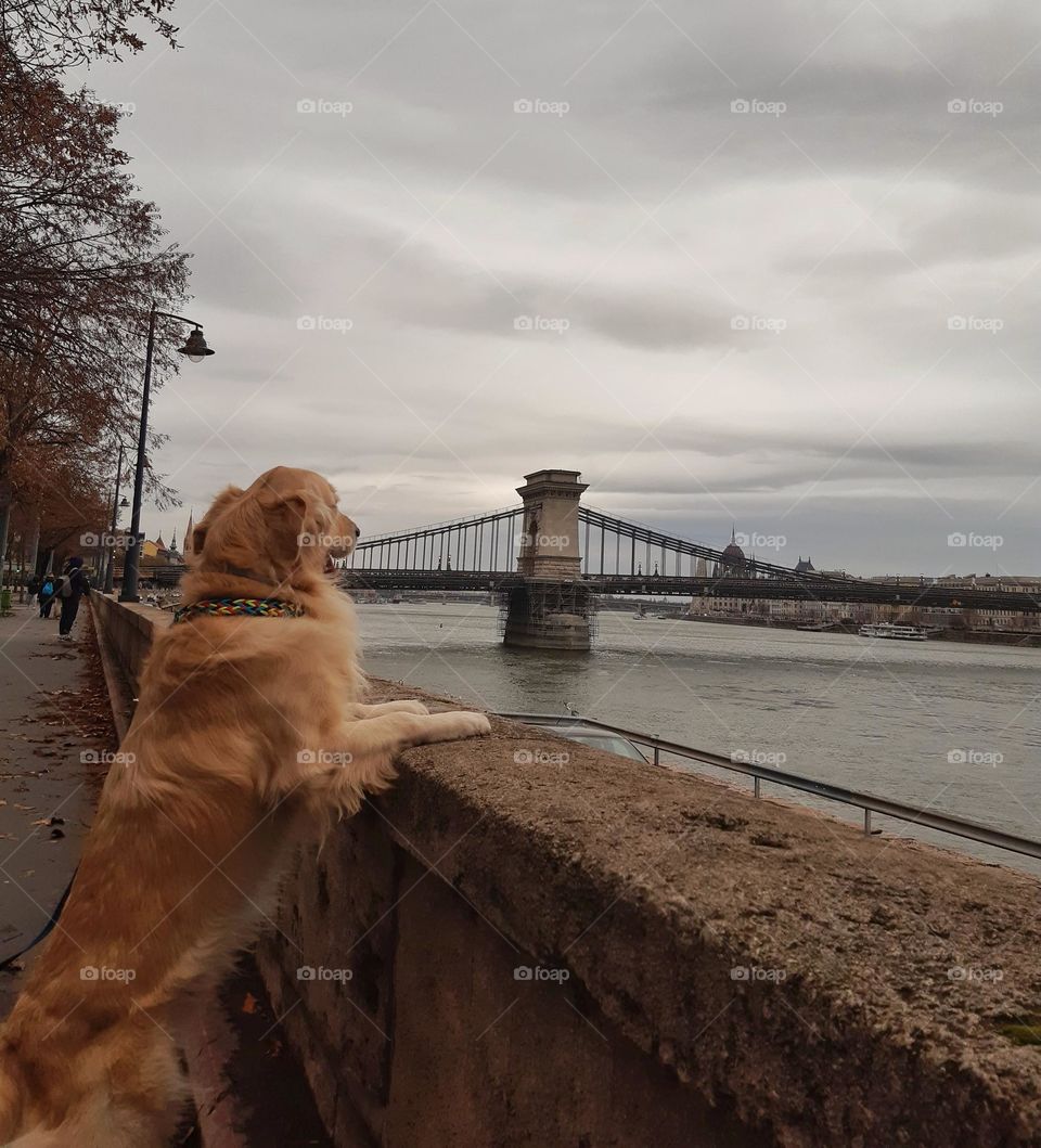 The dog looking at the Budapest Bridge