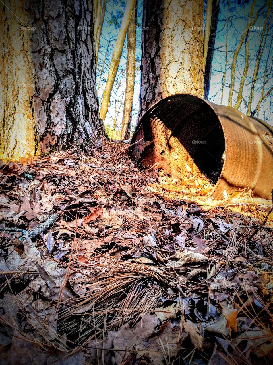 debris in the woods