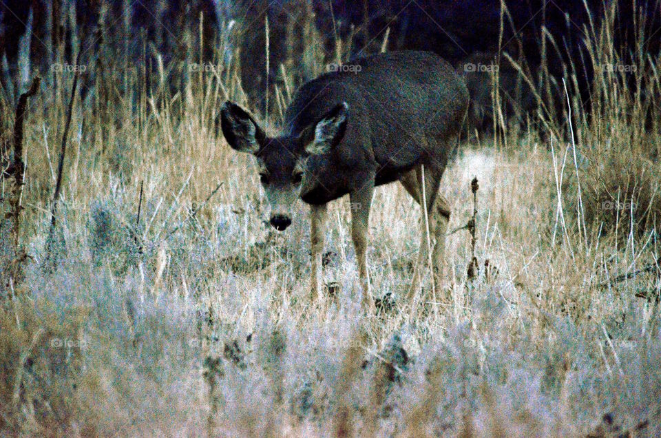 Doe in grass