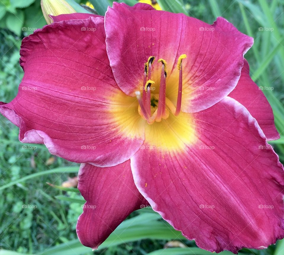 Purple Story - Floral Closeup