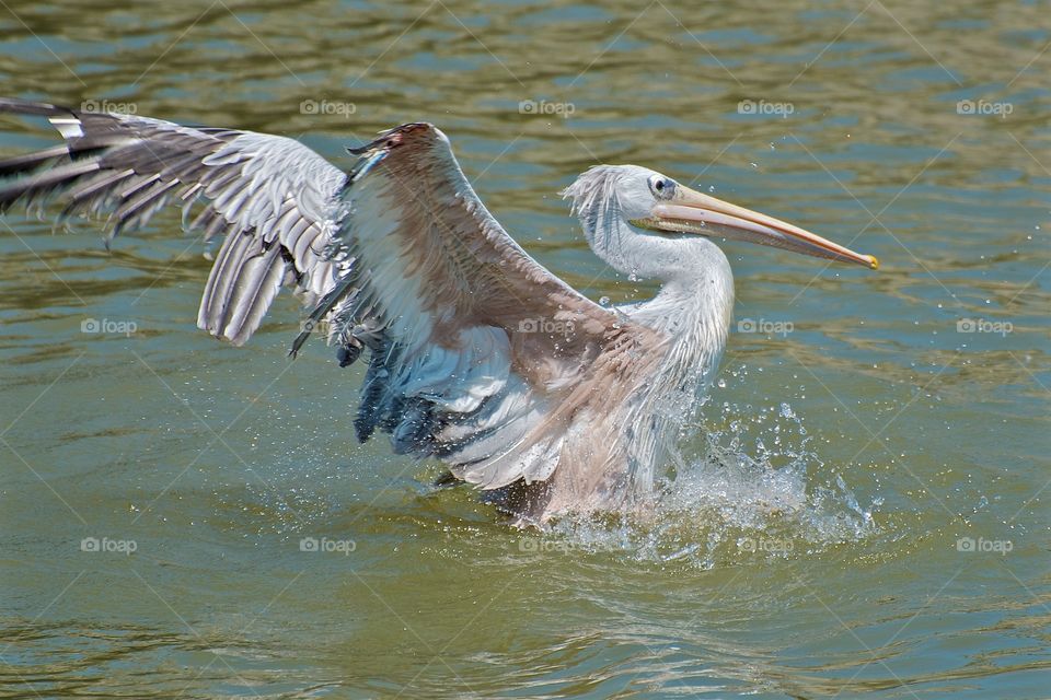 Close-up of bird swimming