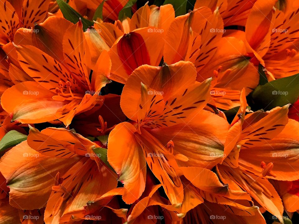 Orange flowers