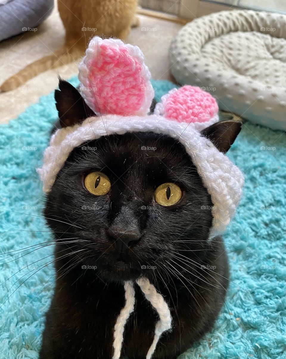A black cat wearing a crocheted hat with rabbit ears