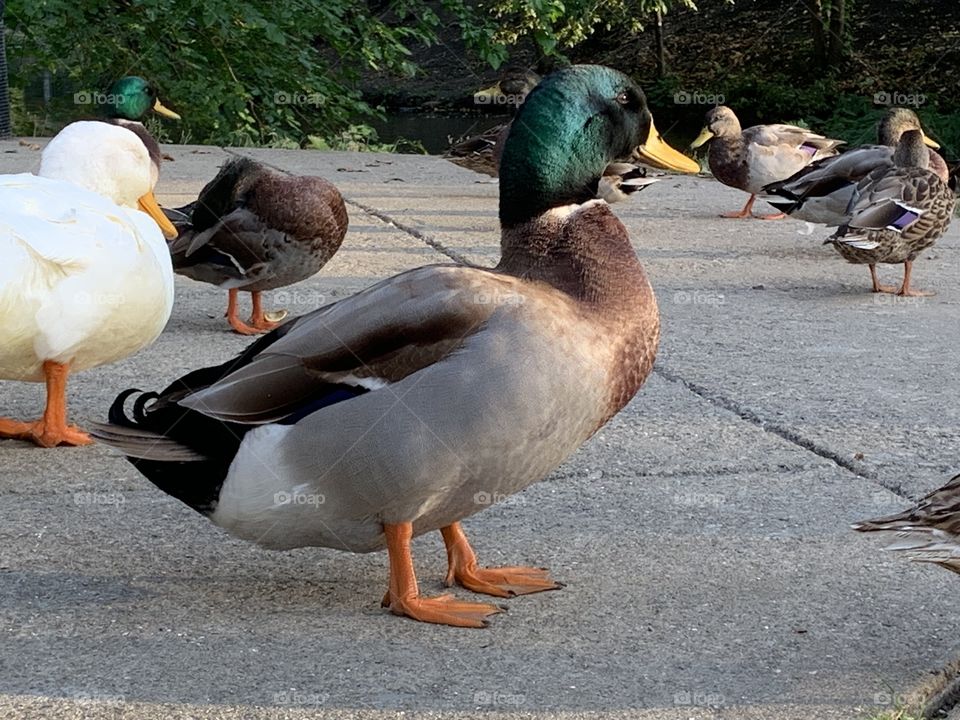 Trips to the local creek are a lot more fun with the ducks around. All of them are cute, but we do have our favorites. 