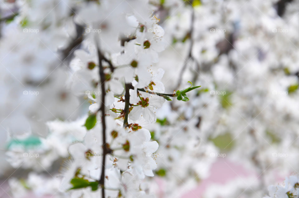 Flower, Cherry, Nature, Tree, Flora