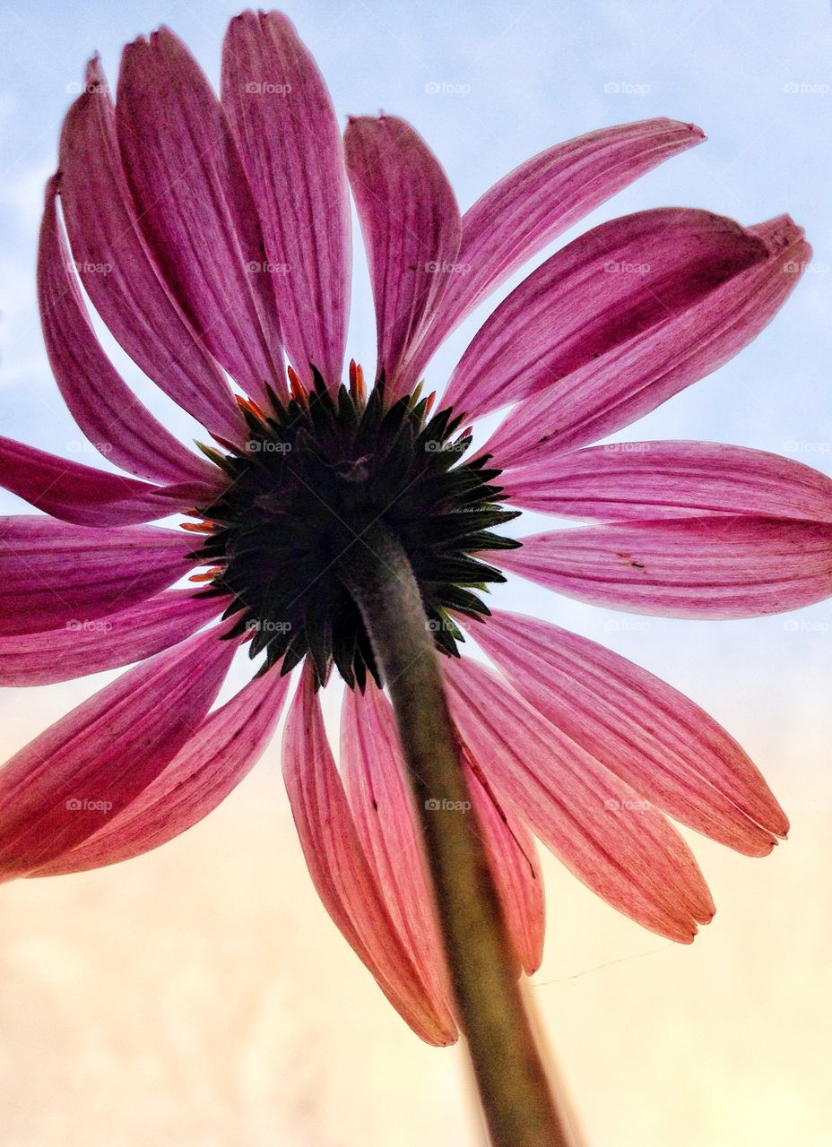 A beautiful pink cone flower from below against the sky.